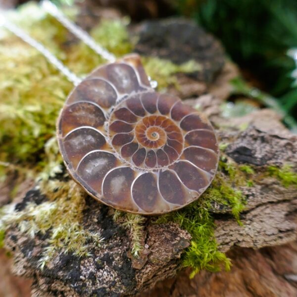 "Fossile d'Ammonite"